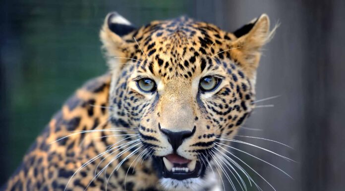 Guarda questa orgogliosa mamma leopardo aiutare gli adorabili cuccioli ad attraversare una carreggiata
