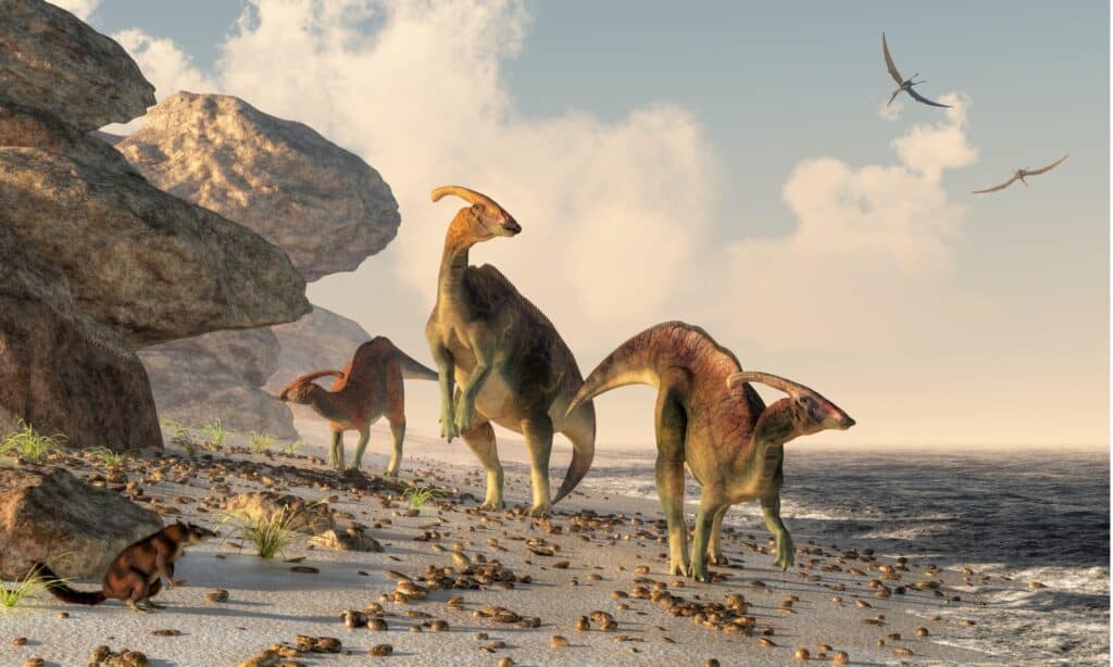 Tre Parasaurolophus si trovano su una spiaggia rocciosa.  Gli pterasauri volano sopra la testa e un piccolo mammifero osserva i dinosauri mentre serpeggiano lungo il bordo dell'acqua.