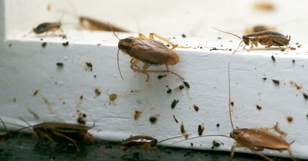 Tipi di scarafaggi - Scarafaggio tedesco
