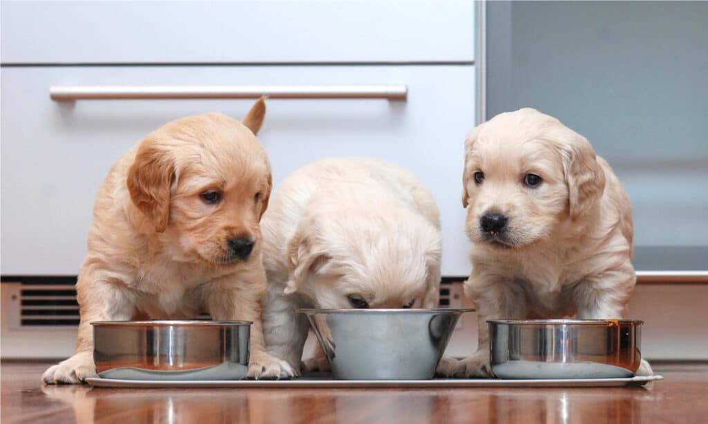 cibo per golden retriever