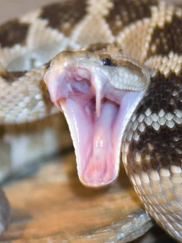 Quale è più serpente a sonagli velenoso contro King Cobra Immagine di copertina