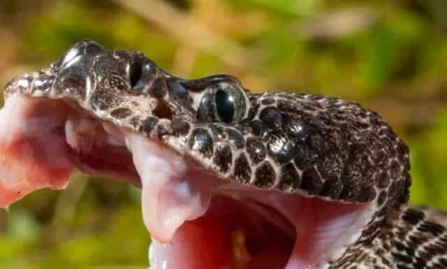 I serpenti sono immuni al loro stesso veleno?
