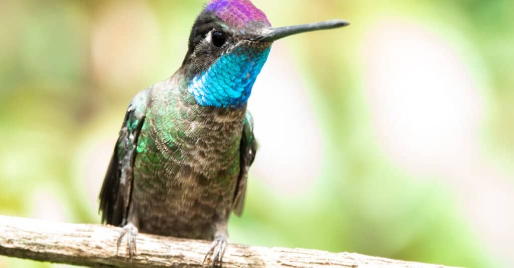 Il colibrì più grande è il colibrì di Rivoli
