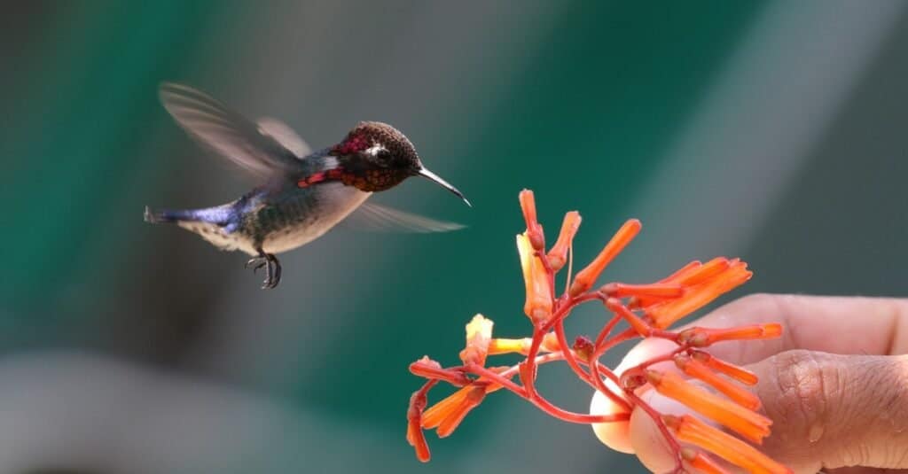 Il più piccolo colibrì Birds-Bee