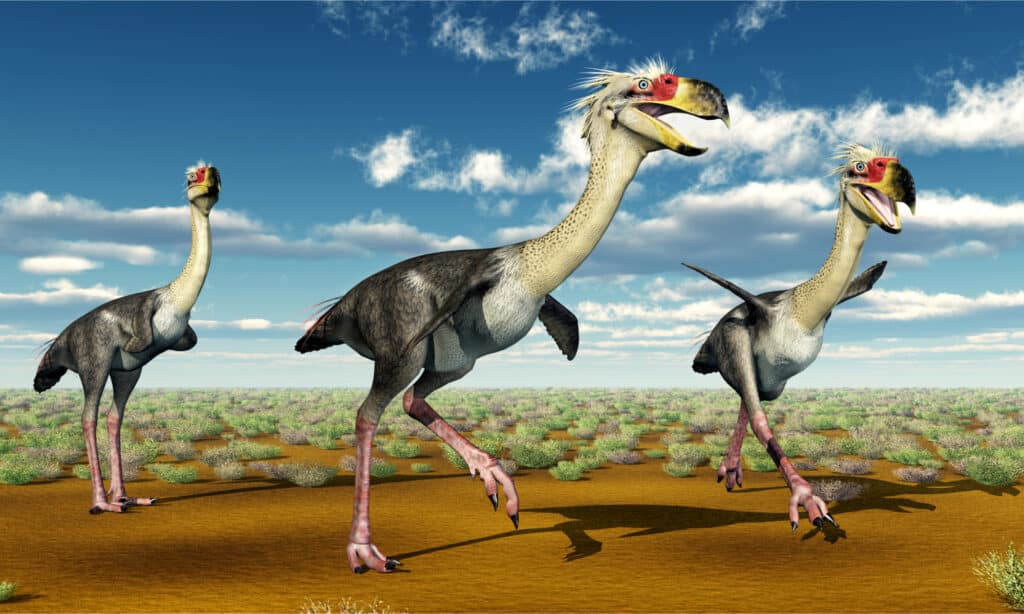 Terrore Uccello Phorusrhacos Illustrazione 3D generata al computer(1)