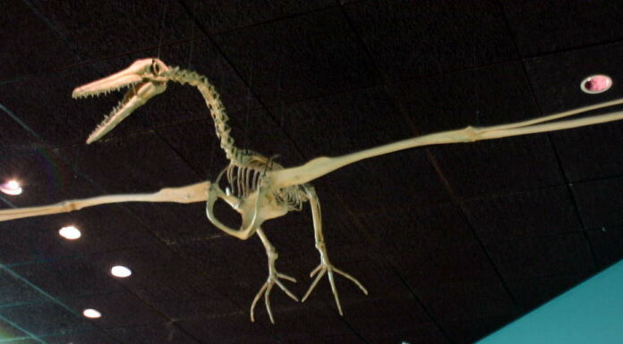 Pelagornis