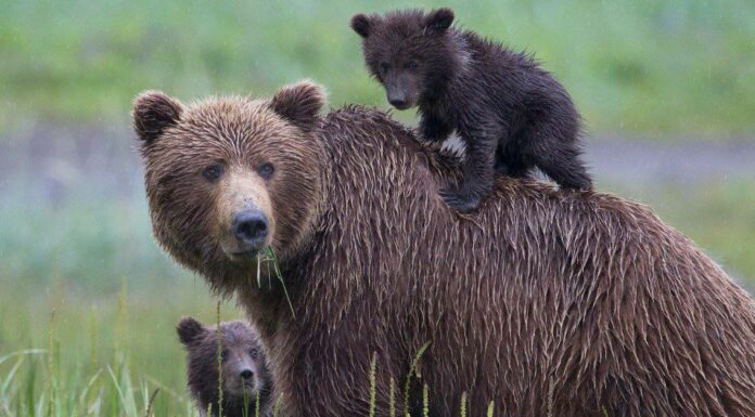 Periodo di gestazione degli orsi: per quanto tempo gli orsi sono incinti?

