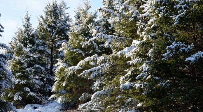 White Spruce vs Blue Spruce