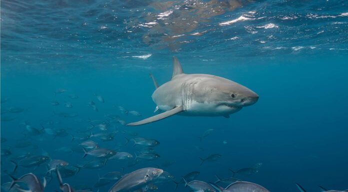Grandi habitat bianchi: dove vivono i grandi squali bianchi?
