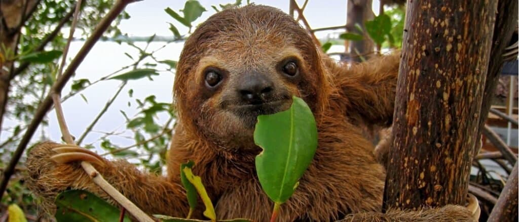 bradipo che mangia una foglia