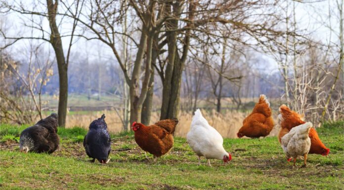 Cacca di pollo: tutto ciò che avresti sempre voluto sapere
