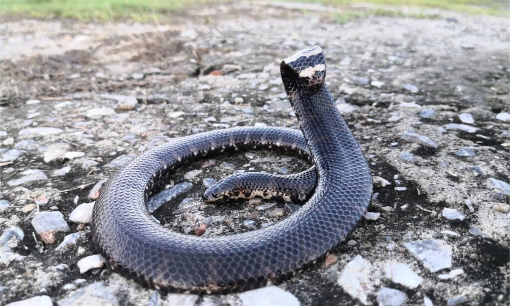 Un tubo dalla coda rossa che alza la coda per imitare un cobra