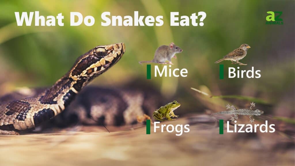 Cosa mangiano i serpenti