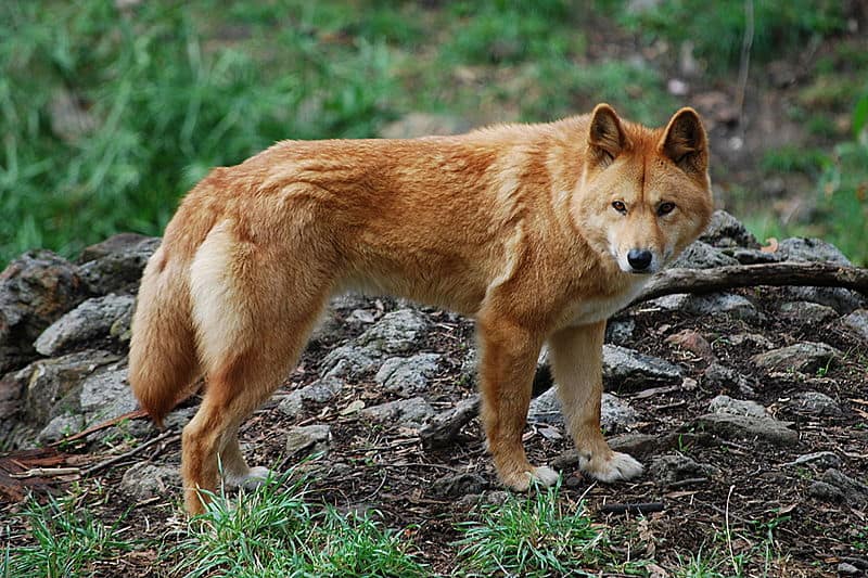 Dingo (Canis lupus dingo) al Cleland Wildlife Park, South Australia