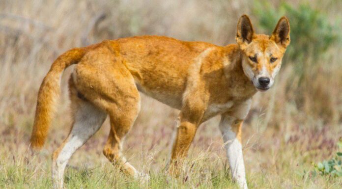 10 fatti incredibili di Dingo
