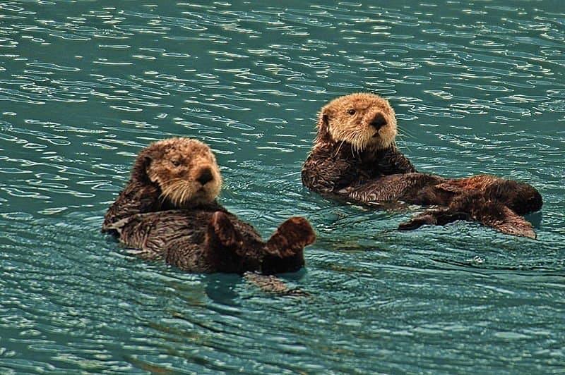 Due lontre marine sulla schiena