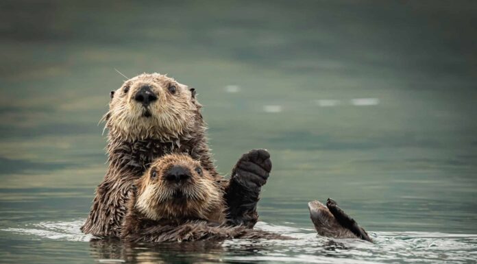 10 fatti incredibili sulla lontra marina
