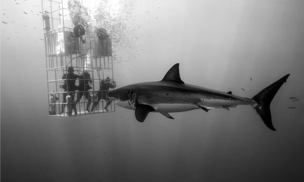 Un enorme squalo bianco indaga su 3 sommozzatori in una gabbia per squali mentre i raggi del sole penetrano nelle limpide e fresche acque dell'isola di Guadalupe, in Messico.