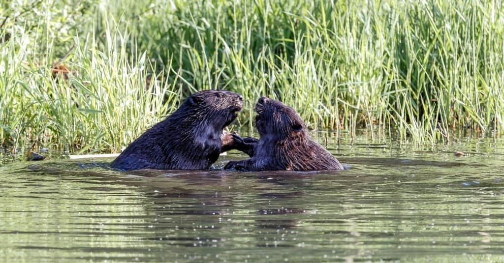 Animali che si accoppiano per la vita: i castori