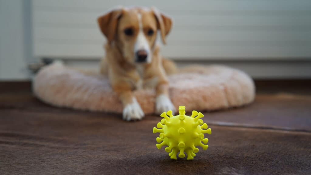 cane con giocattolo corona