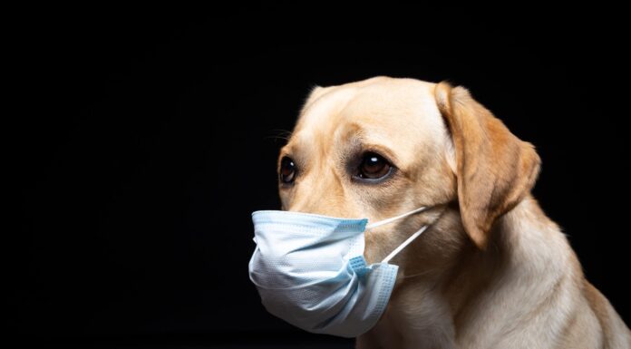  I cani possono contrarre il COVID-19?  Sintomi, rischi e prevenzione
