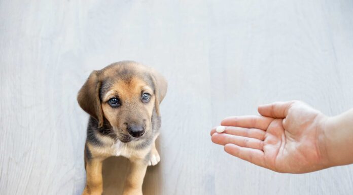 Aspirina per cani: dosaggio, rischi e benefici
