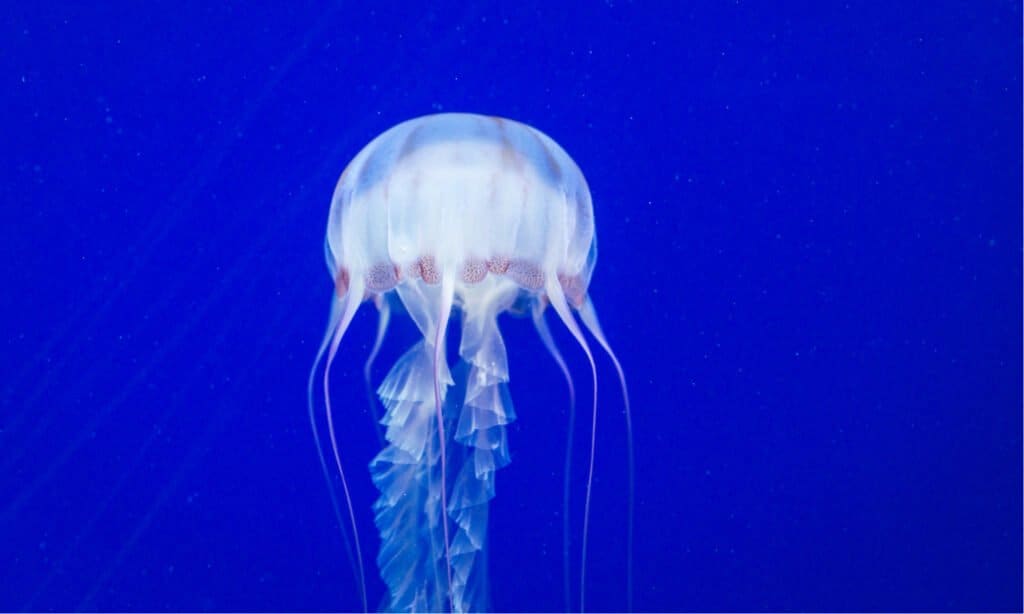 Le meduse più letali del mondo - Box Jellyfish