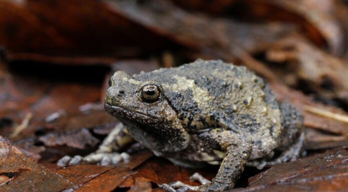 Bullfrog vs Green Frog: come differenziare gli anfibi
