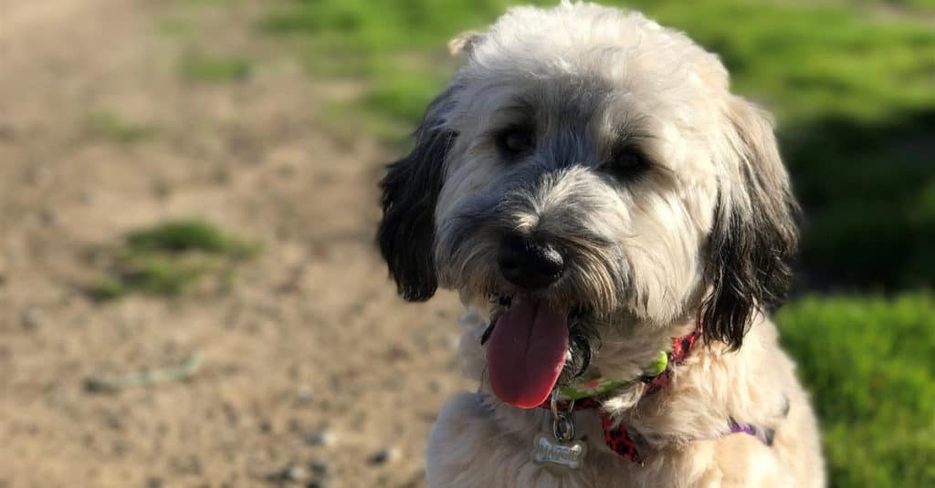 Whoodle vs Goldendoodle