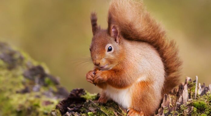 Scoiattolo rosso vs scoiattolo grigio: spiegate le differenze chiave
