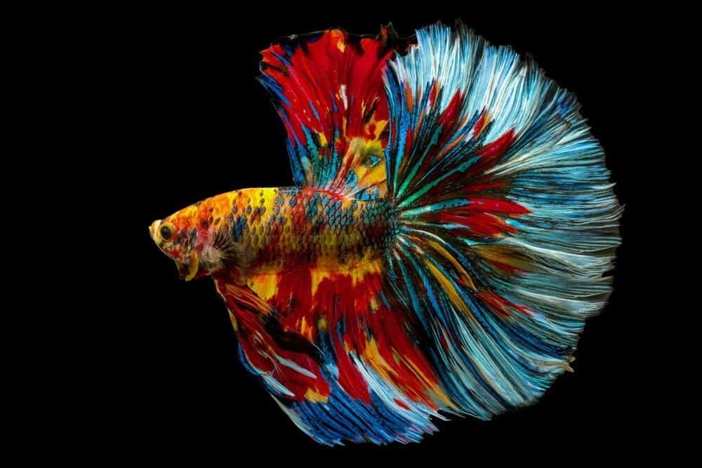 Betta splendens, pesce combattente siamese, coda lunga a mezzaluna multi colore arcobaleno fantasia isolata su sfondo nero