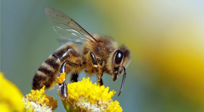 Cosa accadrebbe se le api si estinguessero?
