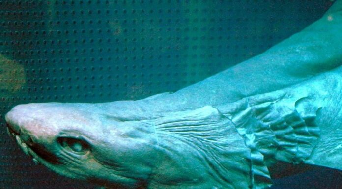 10 fatti incredibili sugli squali arricciati
