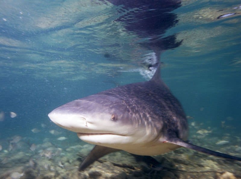Fatti sullo squalo toro: uno squalo toro sott'acqua
