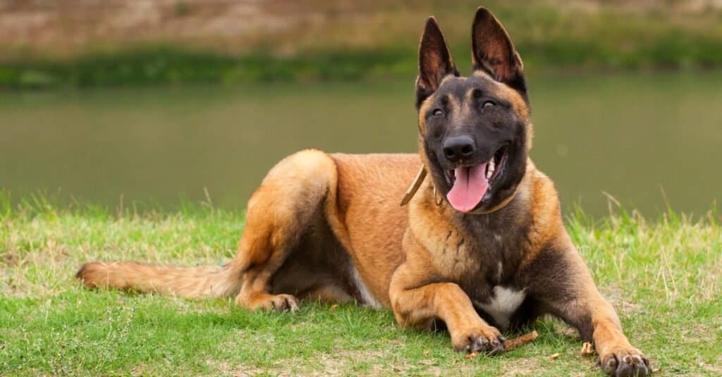 Cani da ricerca e salvataggio - Pastore Belga Malinois