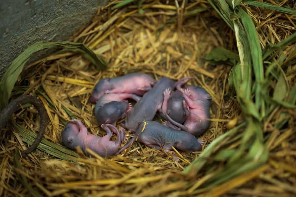 Piccoli ratti appena nati in una fattoria