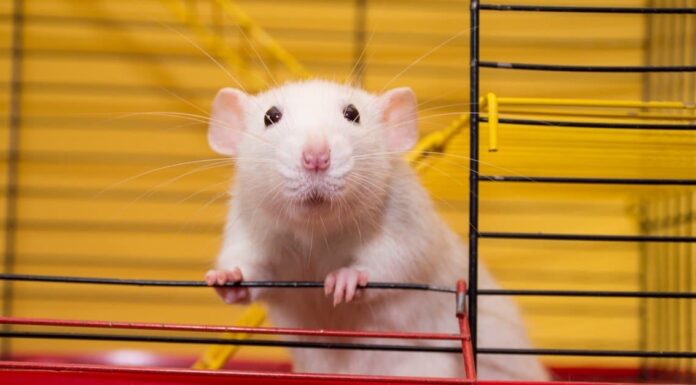 Periodo di gestazione del ratto: per quanto tempo i ratti sono incinti?
