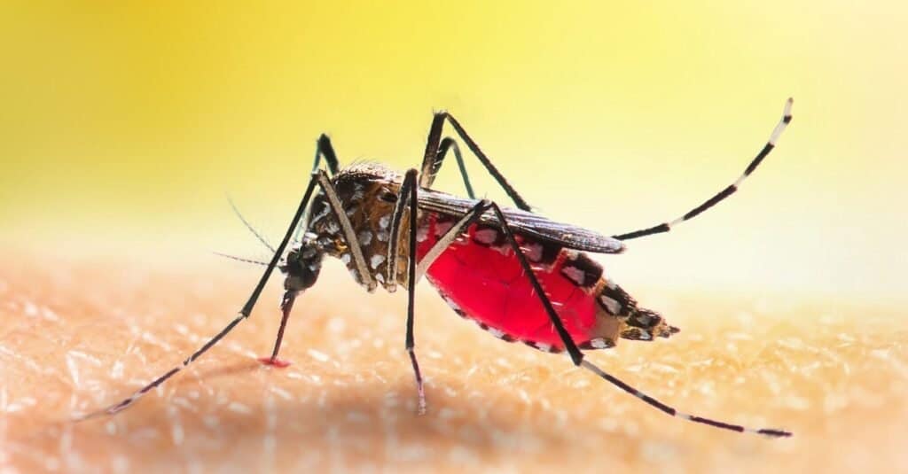 La zanzara Aedes sta succhiando il sangue sulla pelle umana.