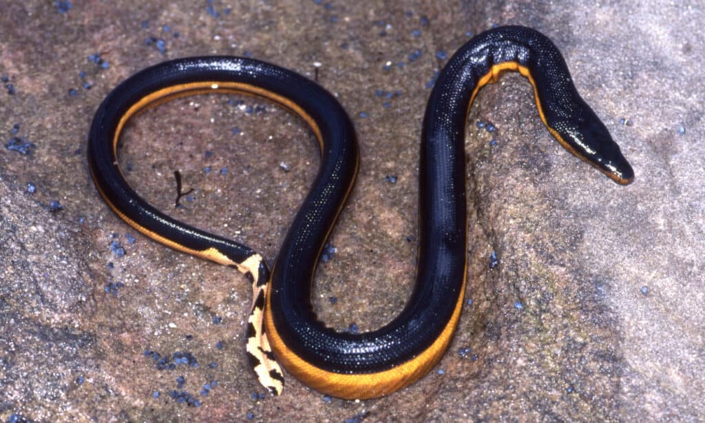 Serpente di mare dal ventre giallo