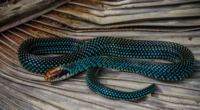 Speckled Racer Snake