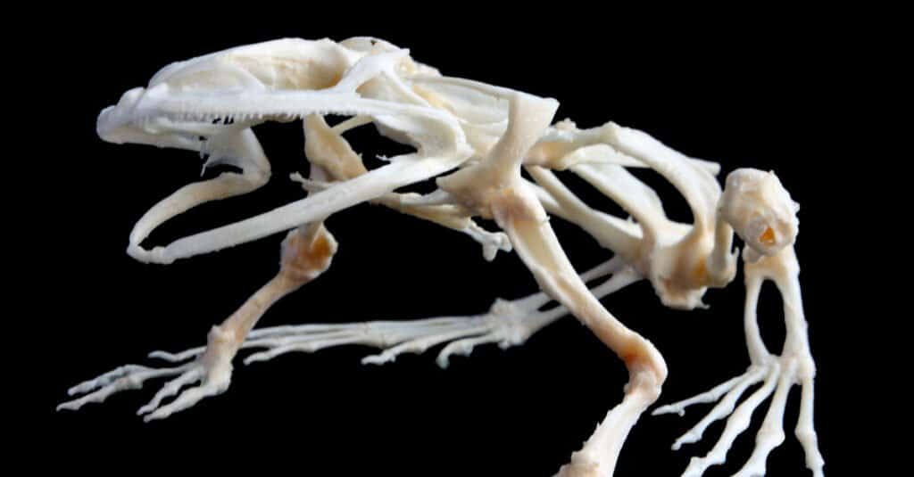 Denti di rana toro africana - Un tipico scheletro di rana