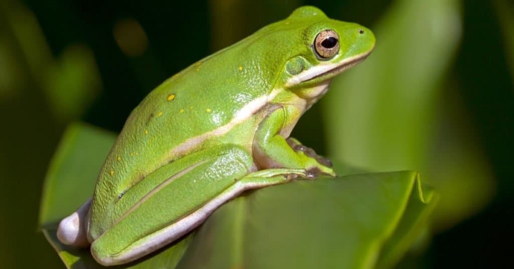 American Green Tree Frog seduto su un albero
