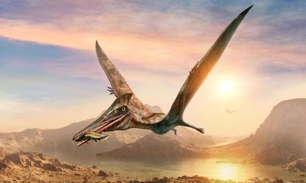 pterosauri