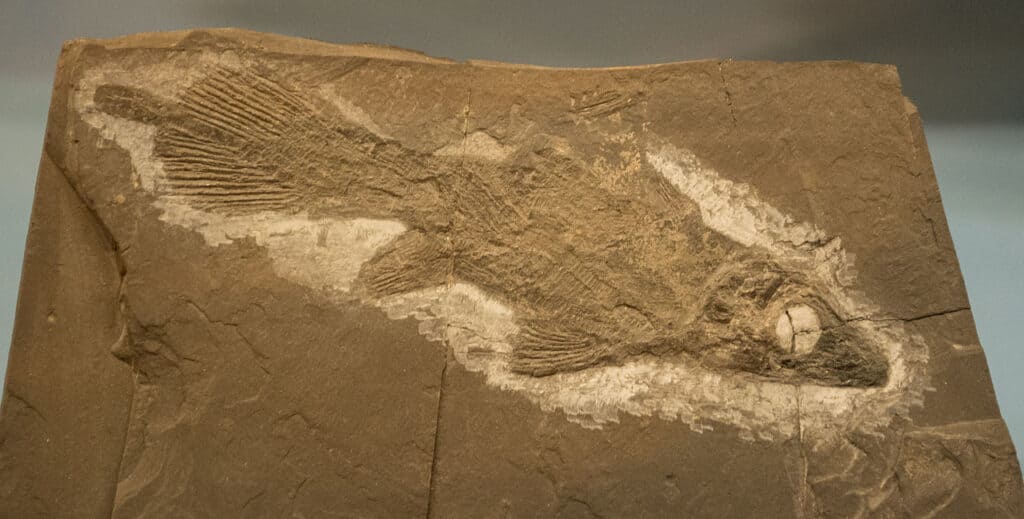 Diplurus visse nel New Jersey lasciando abbondanti testimonianze fossili