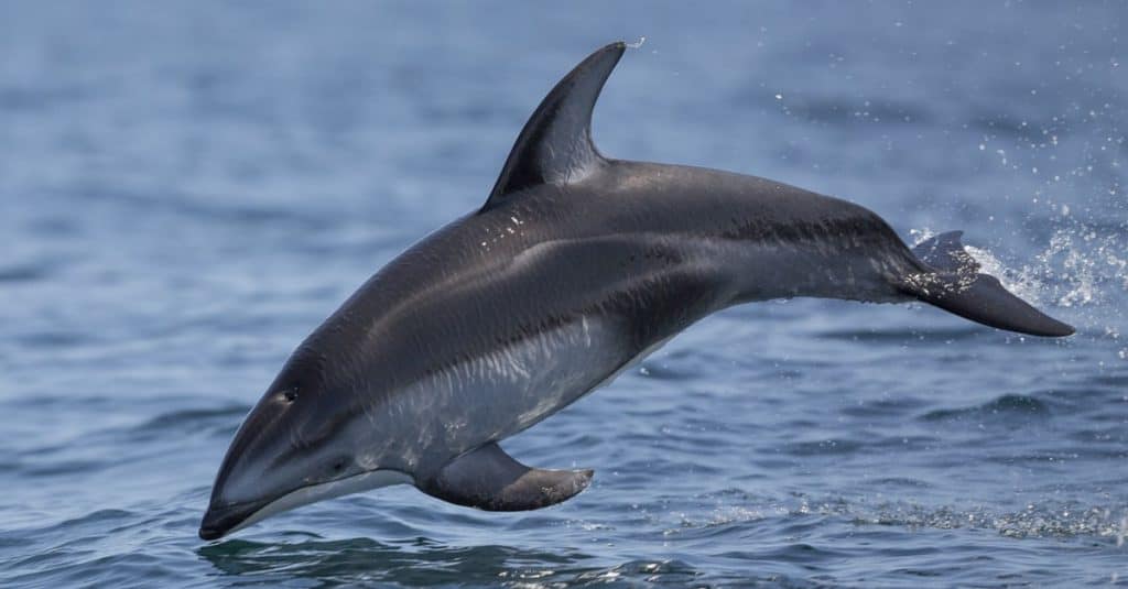 Un delfino dal lato bianco del Pacifico salta fuori dall'acqua nella baia di Monterey, in California.