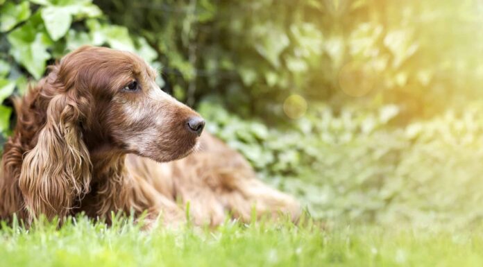 Il vero costo per abbattere un cane (eutanasia per cani)
