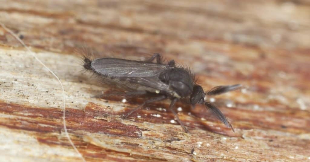 Primo piano di un moscerino pungente maschio nero, Ceratopogonidae o No See Um, su un pezzo di legno dai toni marroni.  Il moscerino ha lunghe antenne e un corpo sfocato.  Assomiglia a una comune mosca domestica, sebbene sia più scura e più lunga.