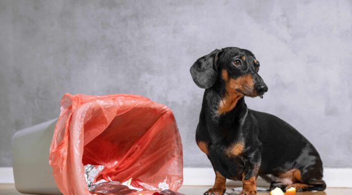  I cani possono mangiare cibi piccanti in modo sicuro?  Cosa succede se lo fanno?
