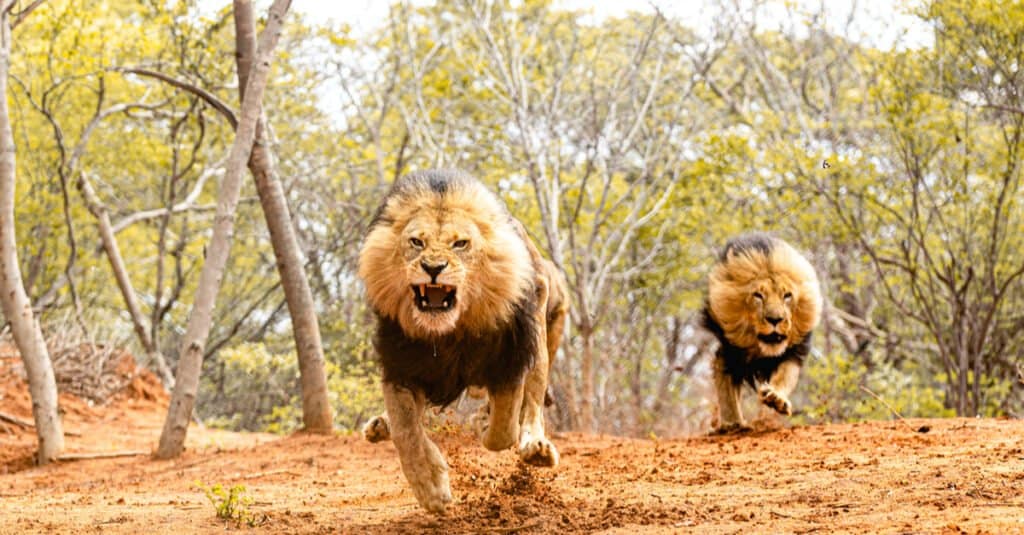 Tipi di leoni - Leoni in corsa