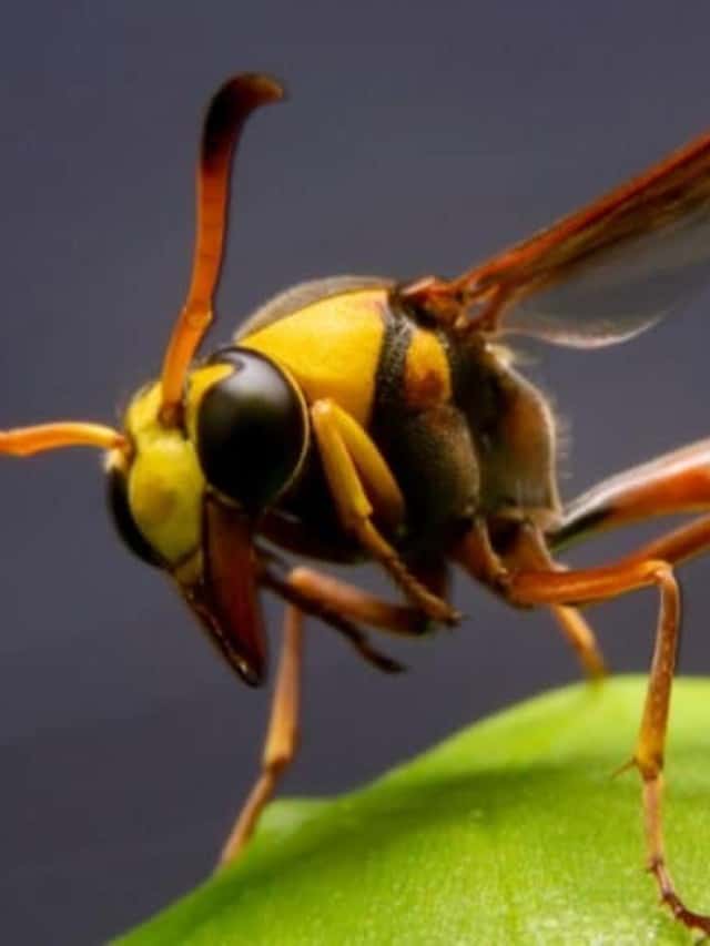 Giacca gialla contro vespa di carta Le 7 differenze chiave Immagine del poster